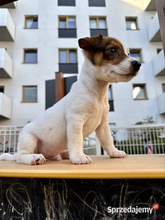 Rasowy Jack Russell Terrier ARTHOR z rodowodem Poznań
