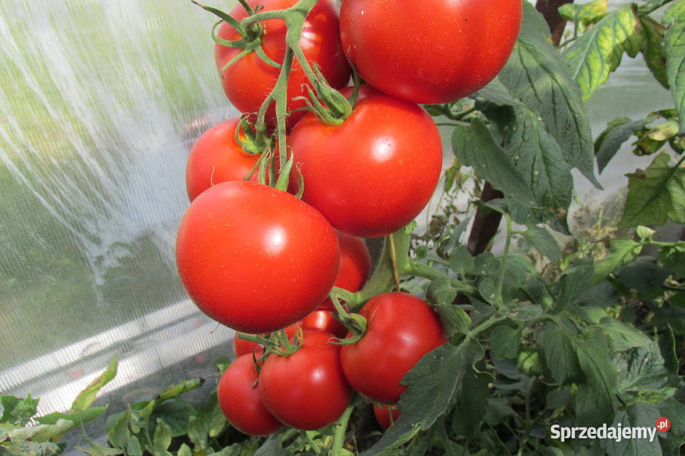 Sadzonki pomidorów holenderskich i polskich pd Pozostałe Łomianki