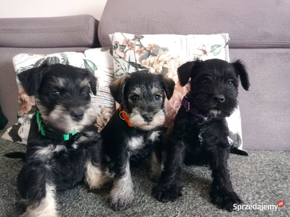 Sznaucer miniatura miniaturka Gręboszów