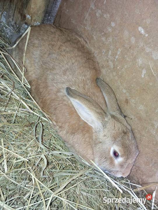 Sprzedam Króliki mazowieckie