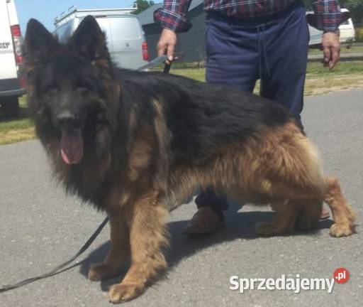 Sprzedam szczeniaka rasy owczarek niemiecki Konin