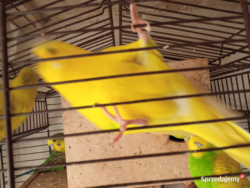 Papużki faliste dwumiesięczne i starsze sprzedam Kraków