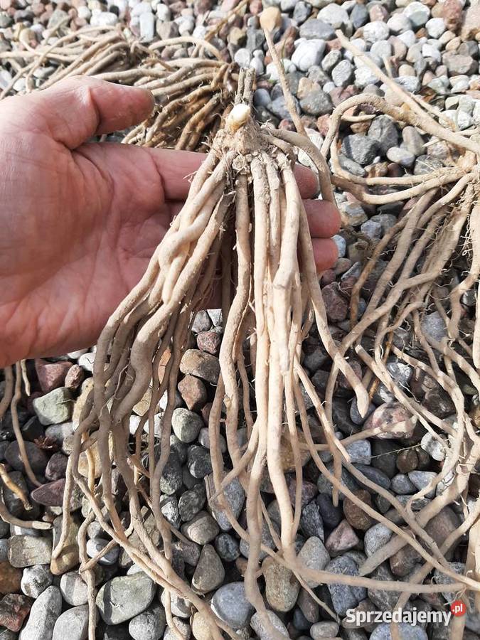 karpy szparaga szparagi kujawsko-pomorskie Borówno