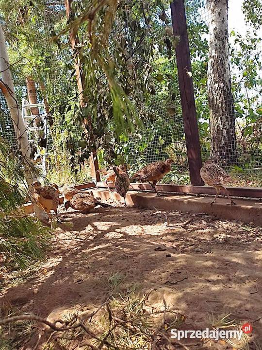 Bażanty łownepolne Tuchola