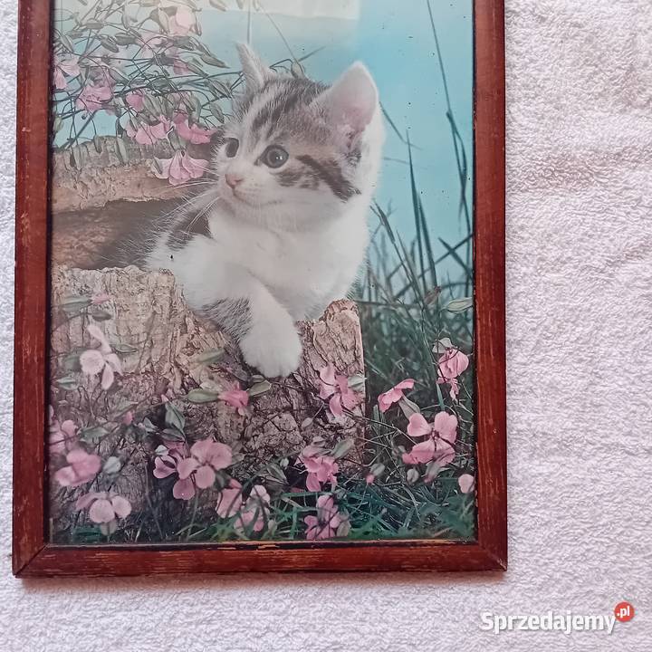 Kot zdjęcie w ramce lata 60e 70e Koźminek