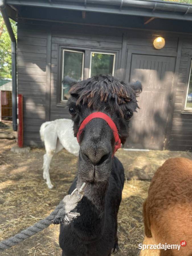 Alpaka Huacaya samiec sprzedam