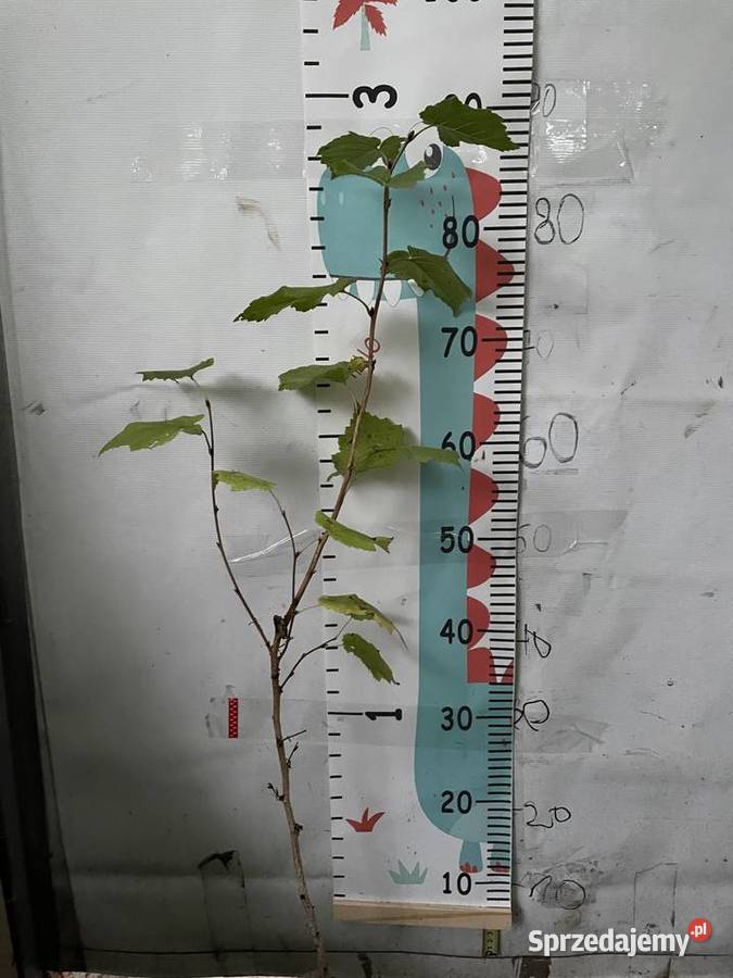 Leszczyna turecka kujawsko-pomorskie Bydgoszcz