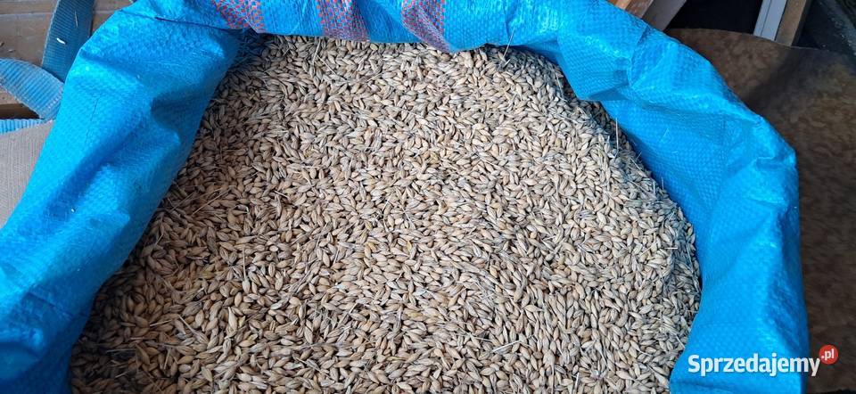 Jęczmień jary ościsty Gorenice