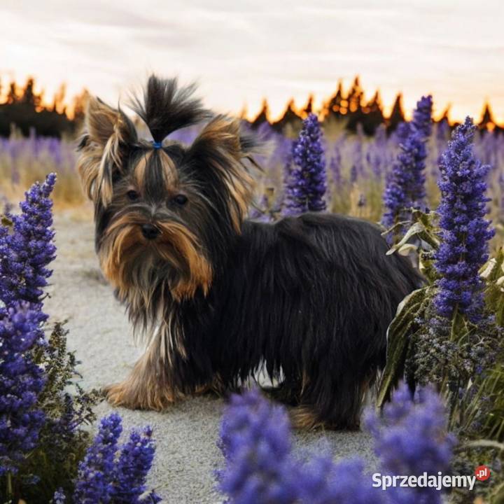 Piękny Maleńki York komplet dokumentów Większy York Opole