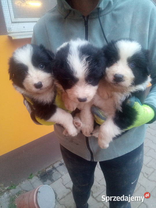 Border collie szczeniaki z rodowodem Błaszki
