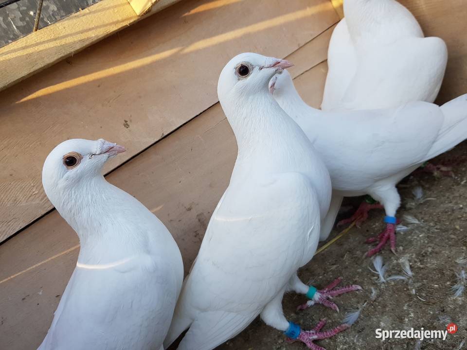 Gołebie pocztowe białe