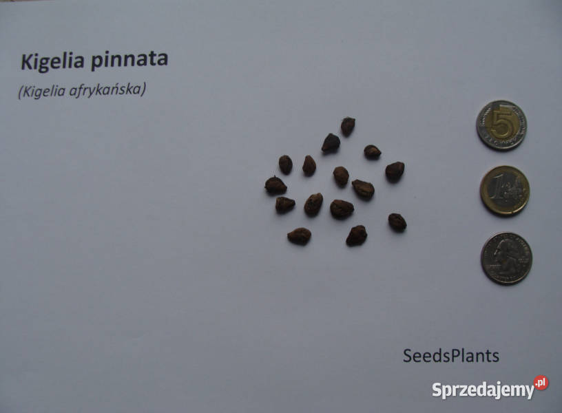 KIGELIA AFRYKAŃSKA Kigelia pinnata NASIONA 800 Lubanie sprzedam