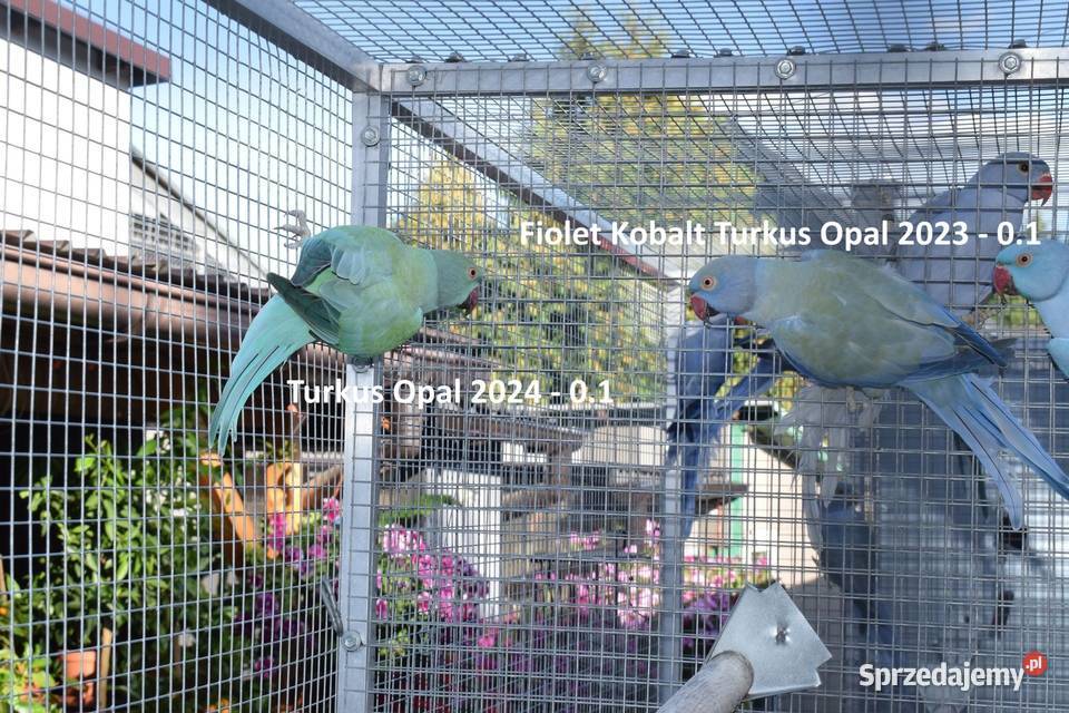 Aleksandretty Obrożne