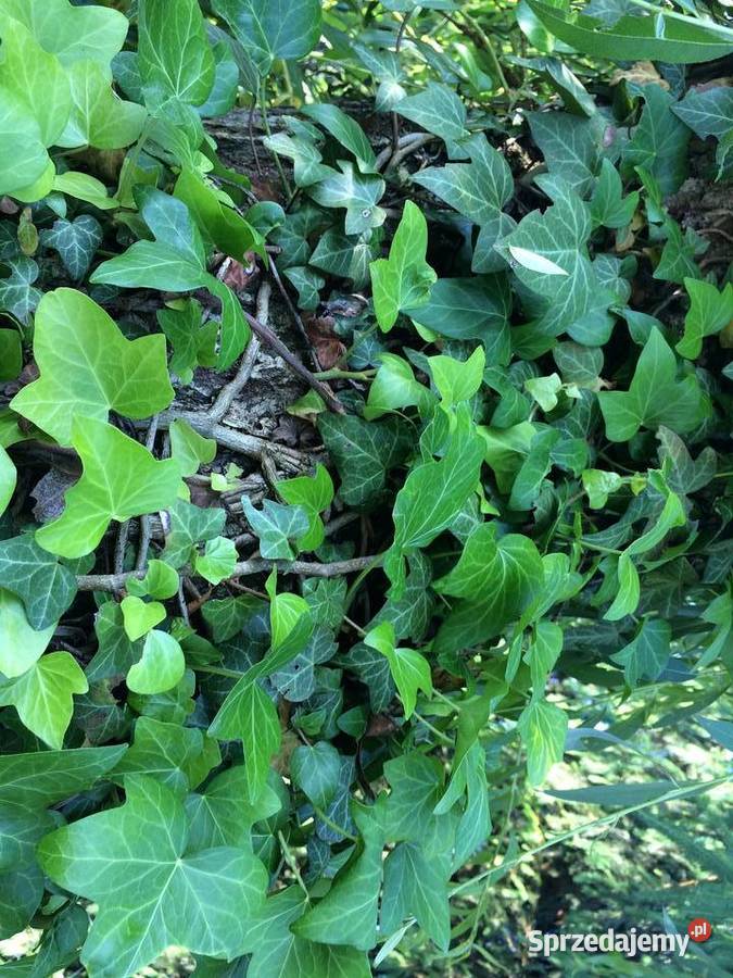 Bluszcz Hedera Helix zimozielony Duże Sadzonki lubelskie Lublin