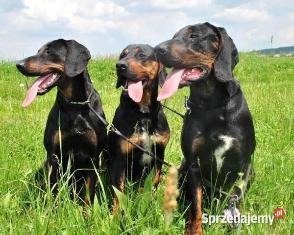 Gończe Polskie reproduktory polujące podkarpackie Posada Jaćmierska