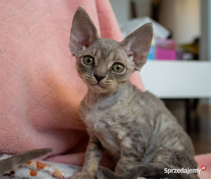 Kotka Devon Rex Queenie niebieska pręgowana FIFe Poznań