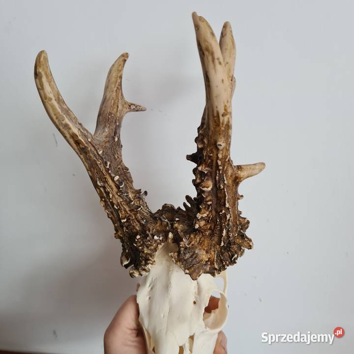 NPWOŚĆ Kopia rekordu świata Czechy 810 gr 223CIC śląskie Orzesze