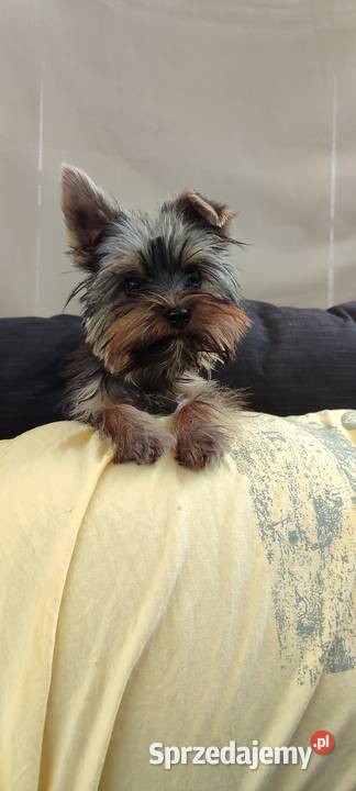 Yorkshire terrier szczenięta wielkopolskie Psary Małe