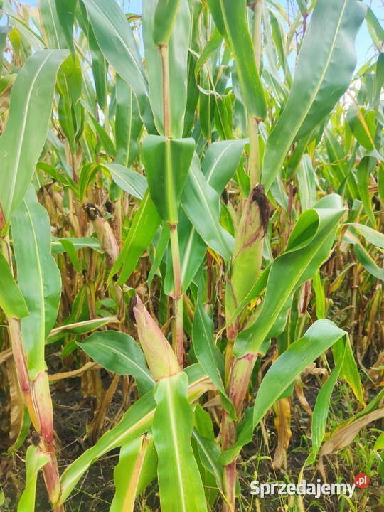 KUKURYDZA NA PNIU NA KISZONKE Kutno