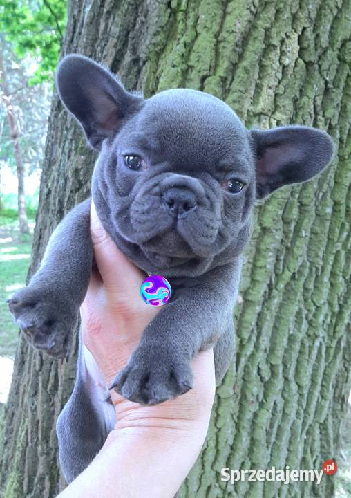 Buldog francuski przepiekne suczki Pabianice