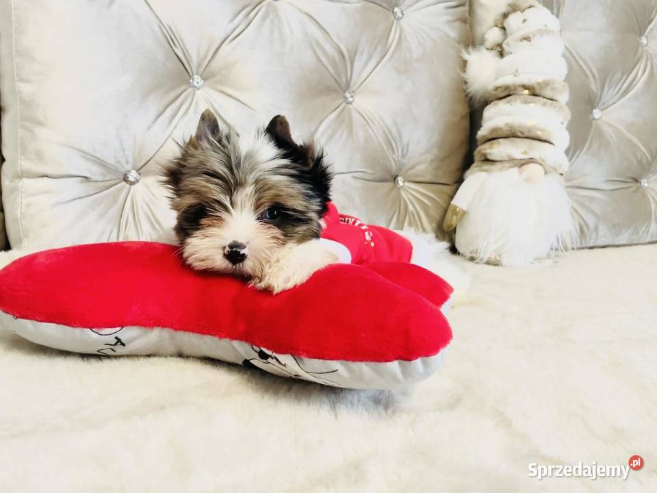 York Mikołaj do Kochania Cudak do odbioru dolnośląskie Wrocław