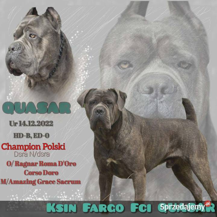 Cane Corso Ksin Fargo Fci Lipno