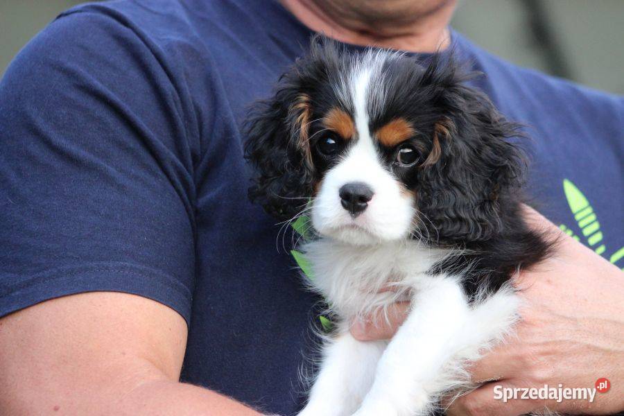 Piesek ZKwP gotowy do odbioru Cavalier King Cavalier King Charles Spaniel Częstochowa sprzedam