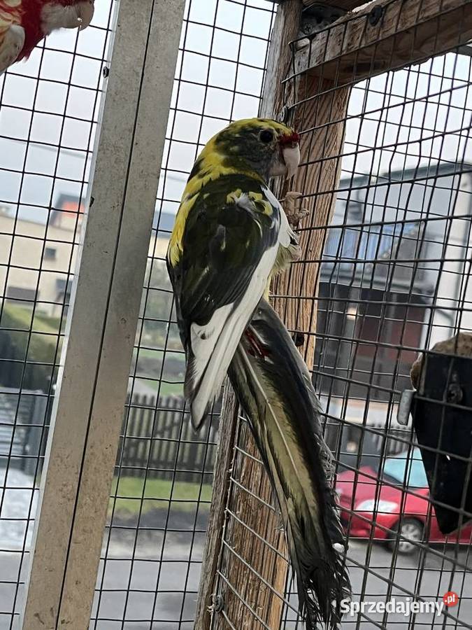 Rozelle królewskie 2025r 1500 Sośnicowice