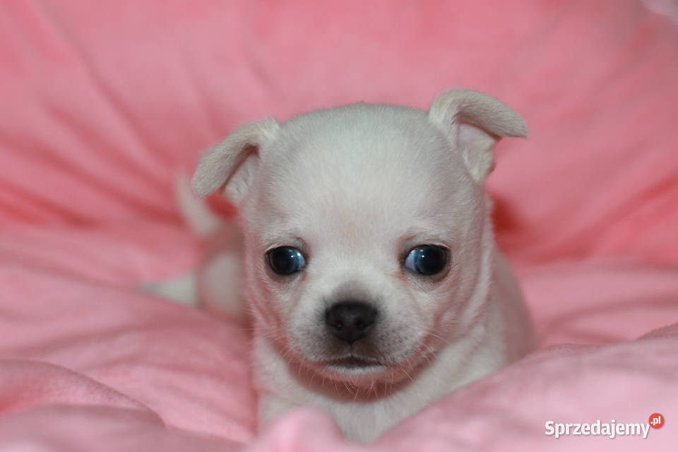 Chihuahua chłopcy ZKwP FCI Chihuahua Świnoujście