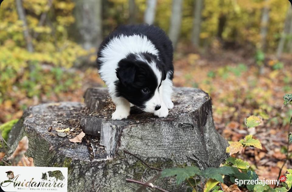 Border collie ZKwPFCI szczenięta małopolskie