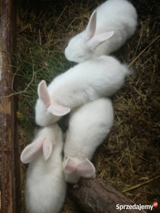 Sprzedam Młode Króliki Rozpłucie Pierwsze