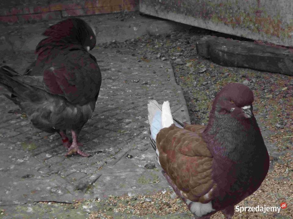 sprzedam gołebie Podborze