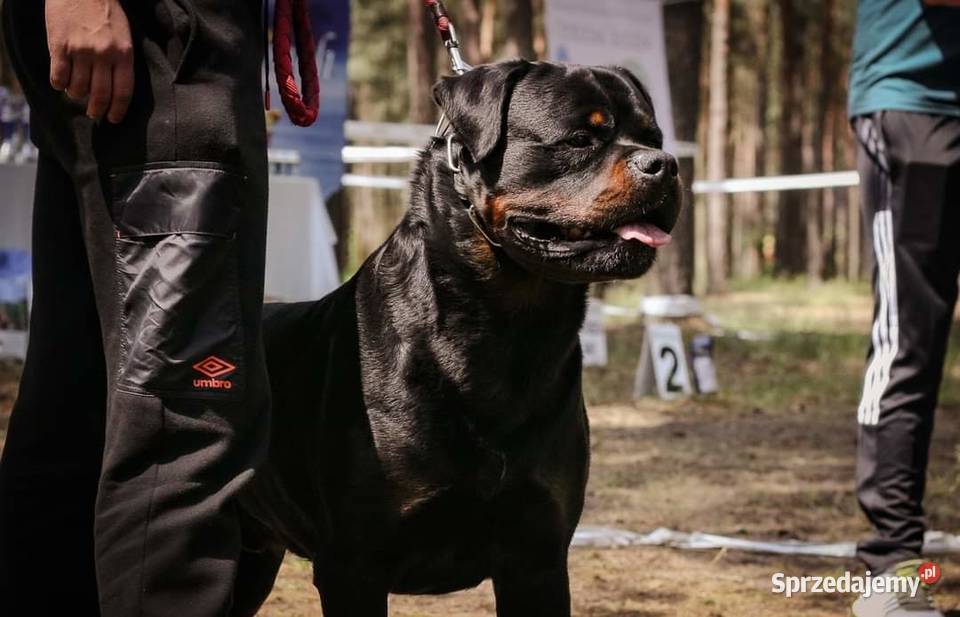Rottweiler Szczenięta do Rezerwacji Odbiór Rottweiler sprzedam