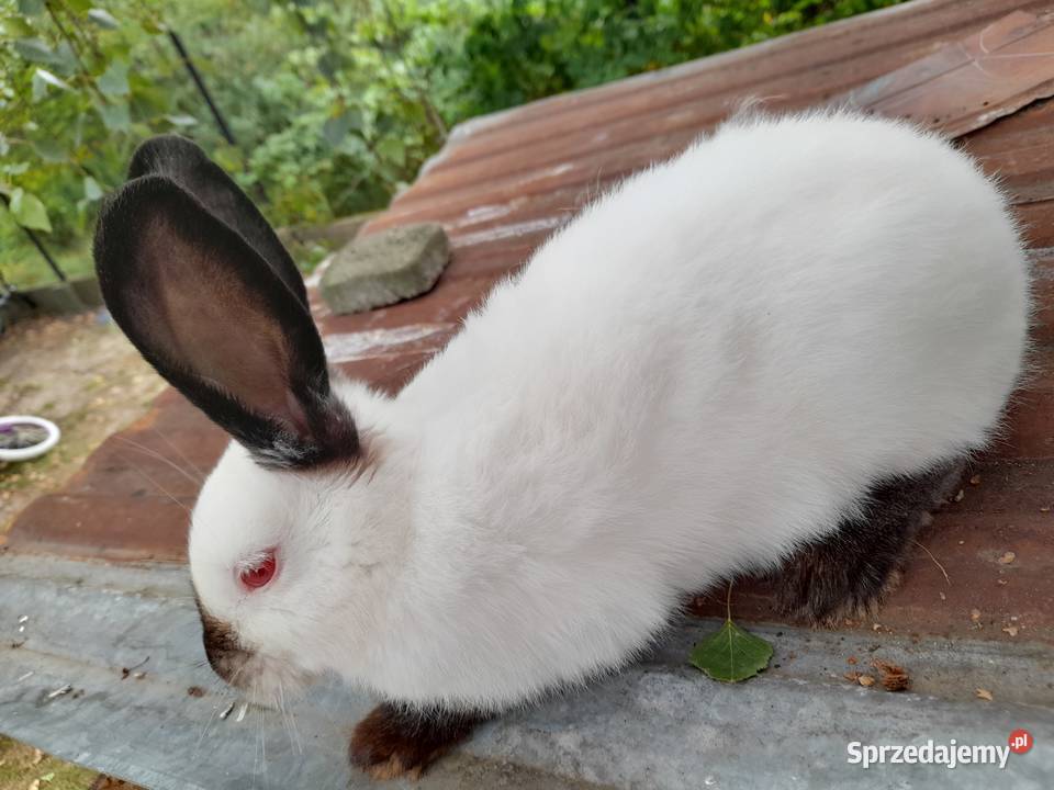 Królik samica kaliforniska Zwierzęta Wólka Sokołowska