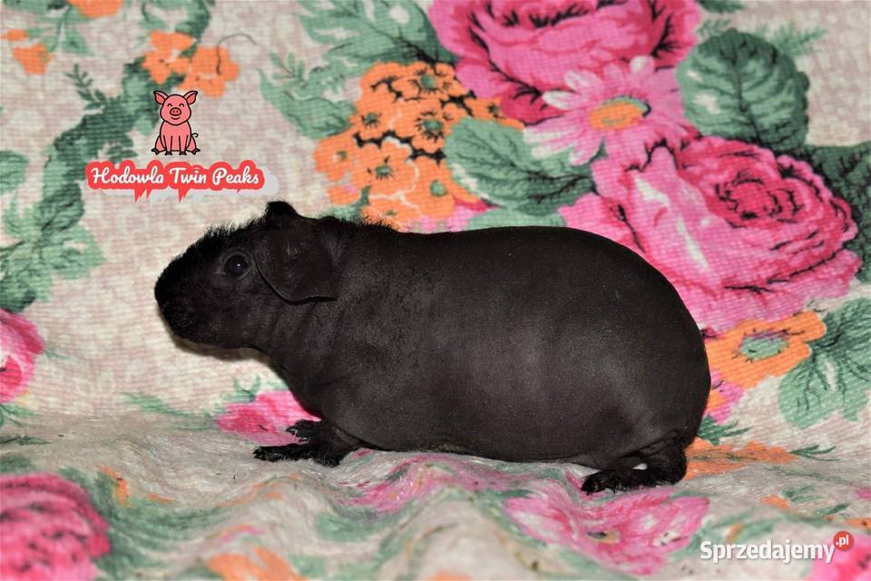Świnka morska Skinny świnki łyse Rodowodowe Wałbrzych