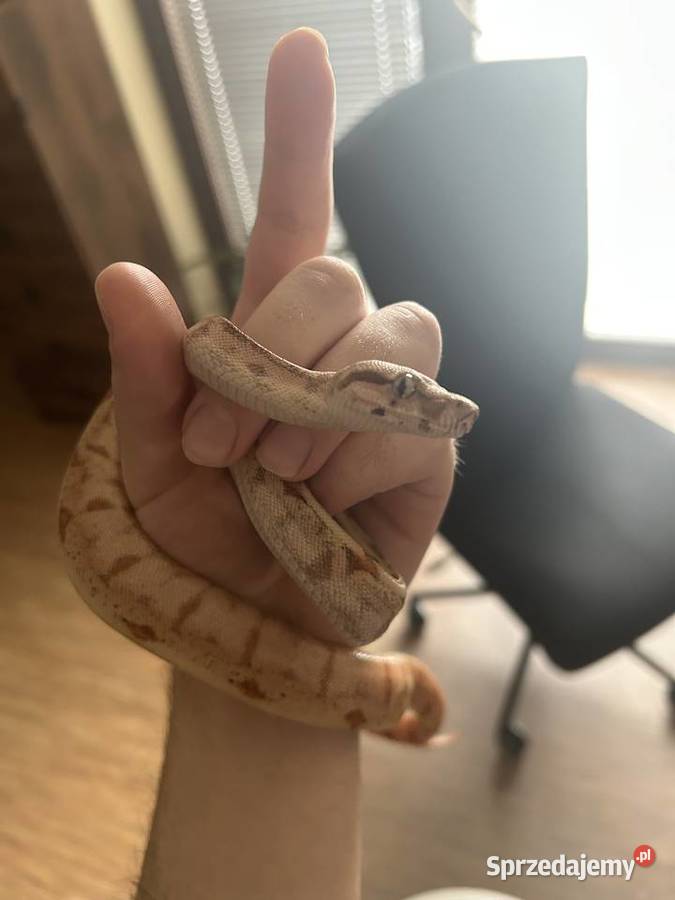 Boa constrictor zachodniopomorskie Dębno