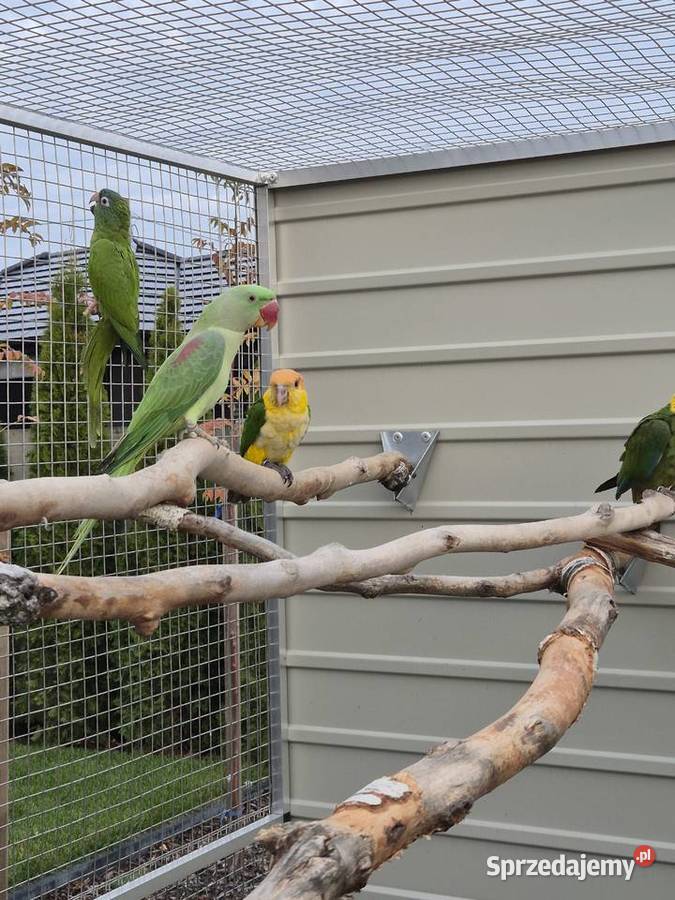 Aleksandretty wielkie samiec samica wielkopolskie Rakoniewice