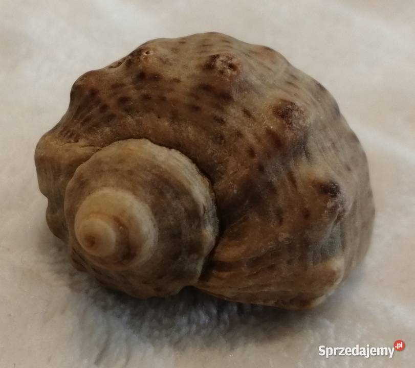 Muszla 42 64 Kreatywne Czeladź sprzedam