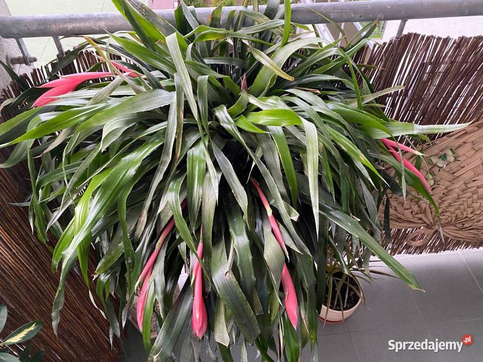 Bilbergia zwisła zwodnica dwie rozłożyste Zabierzów