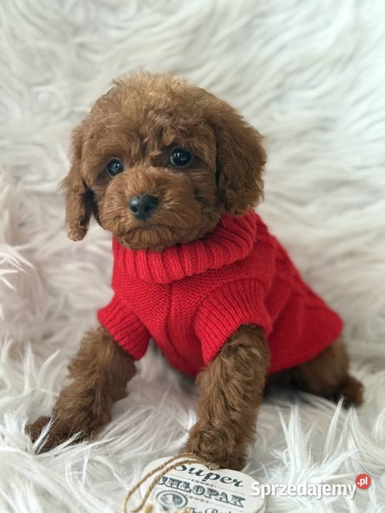 Pudel Toy szczeniak piesek sunia Polanka Wielka