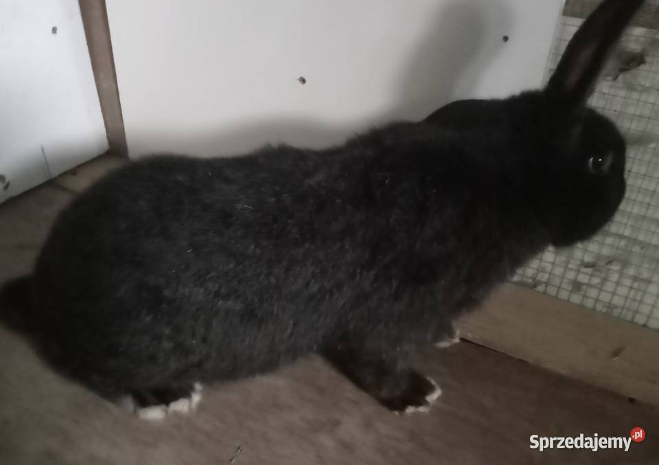 Samiec 7 miesięczny Zajączki Pierwsze