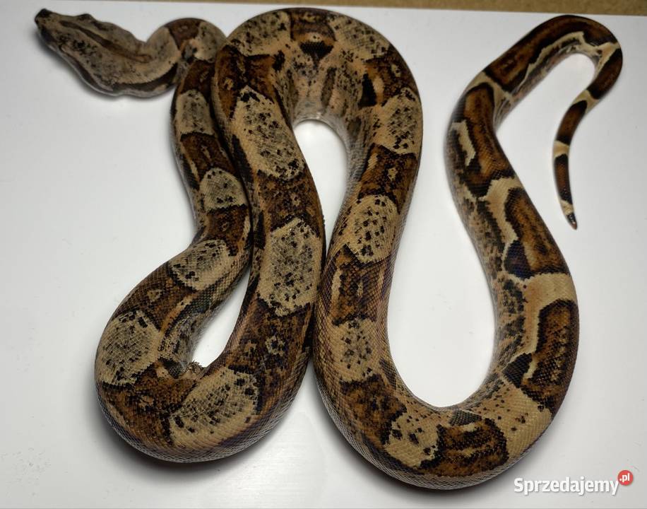 Węże boa cesarskie samice i samce Rybnik