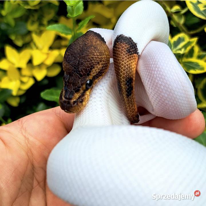 Samiczka Mahogany Black Pastel Pied 2025 Bydgoszcz