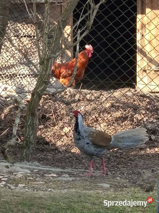 Bażanty srebrne Zwierzęta Wojsławice