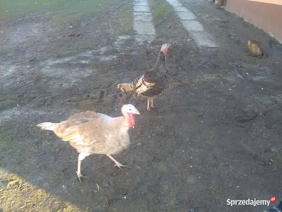 Sprzedam Gąsiory zamienię garbonos szary i bialy Drób i ptactwo sprzedam