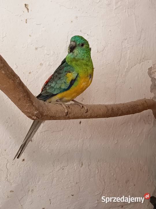 Sprzedam samca świergotki Jarogniewice