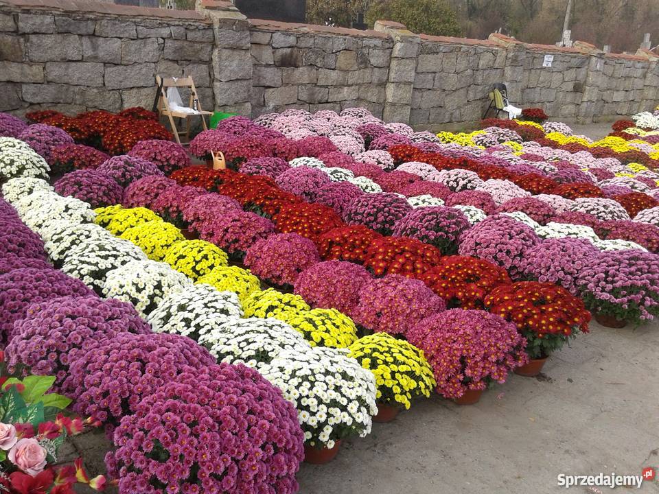 Sadzonki chryzantemy drobno keiatowe Szerominek sprzedam