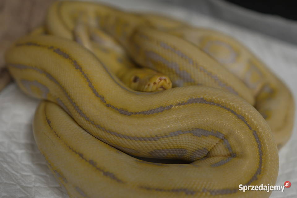 Pyton siatkowy harlequin Purple albino Grodzisk Mazowiecki