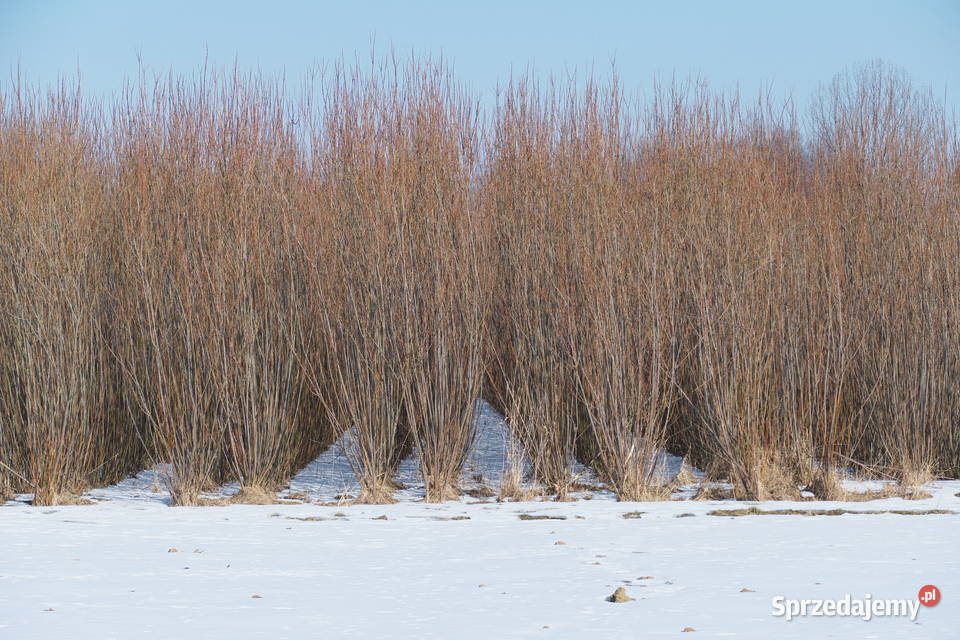 wierzba energetyczna na pniu z 95 ha podkarpackie Haczów