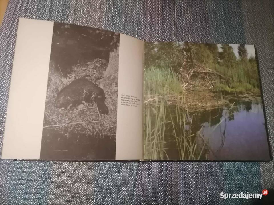 Tropem Bobra twarda Wałbrzych sprzedam